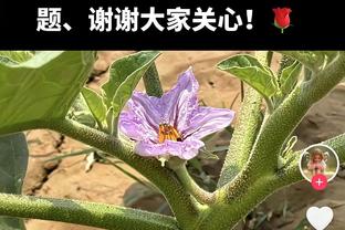 新援路易斯首发&马莱莱破门，申花热身赛1-1战平亚泰